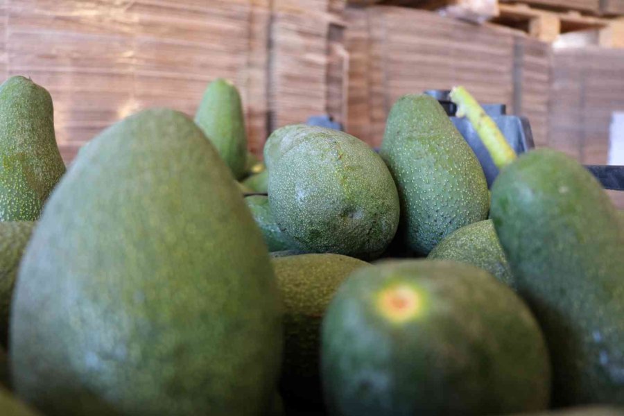 Alanya 2023 ’de Avokadoda 90 Milyon Üretim, 30 Milyon İhracat Hedefliyor