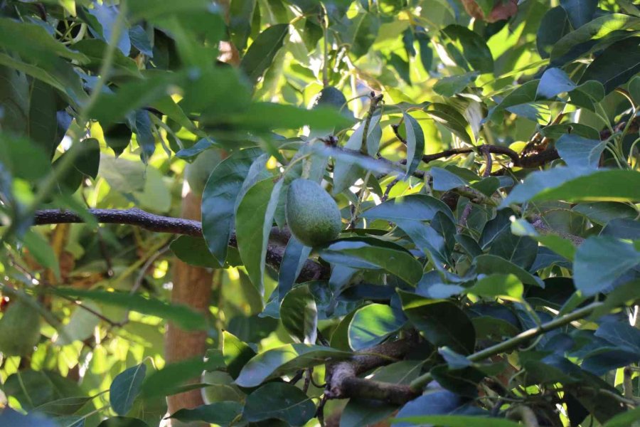 Alanya 2023 ’de Avokadoda 90 Milyon Üretim, 30 Milyon İhracat Hedefliyor