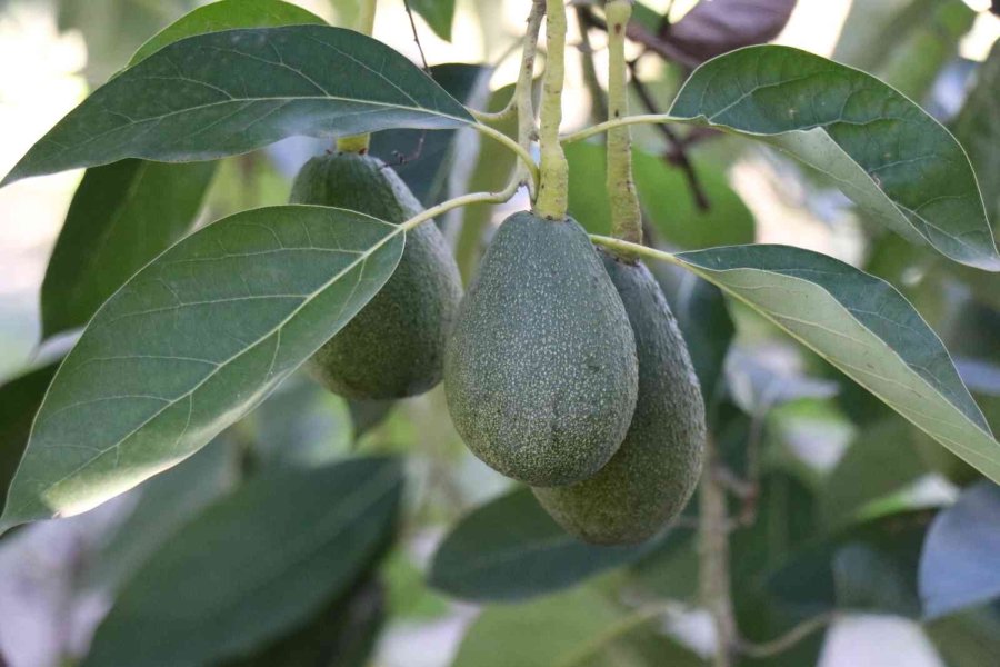 Alanya 2023 ’de Avokadoda 90 Milyon Üretim, 30 Milyon İhracat Hedefliyor