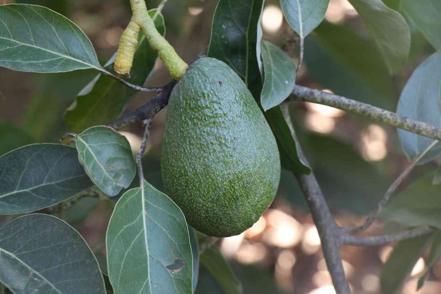 Alanya 2023 ’de Avokadoda 90 Milyon Üretim, 30 Milyon İhracat Hedefliyor