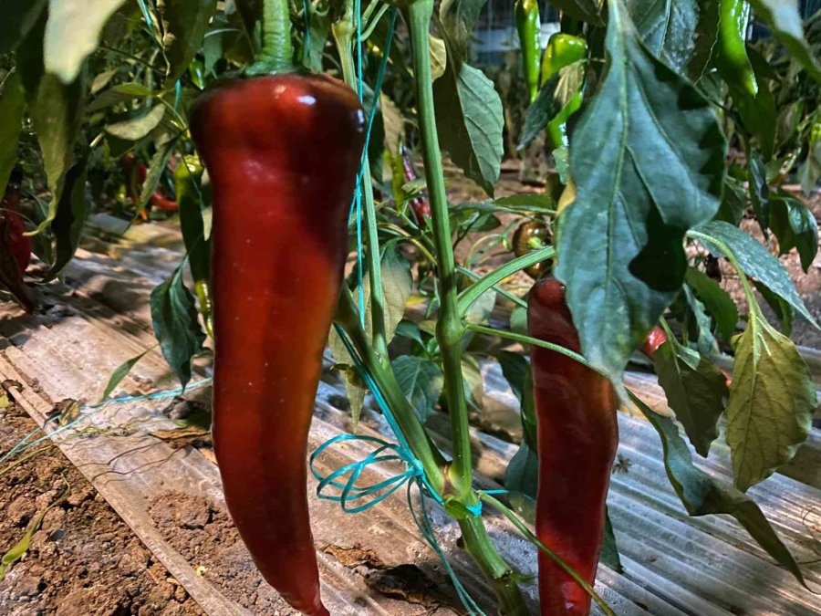 Antalya’da ’0’ Derecede Sazlı Sözlü Don Nöbeti