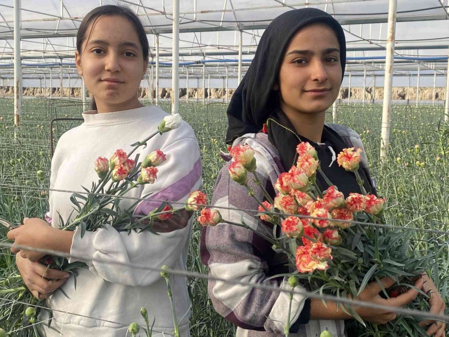 Tanesi 2 İle 5 Tl Arasında Satılıyor, Kimse Yetiştirmeye Cesaret Edemiyor