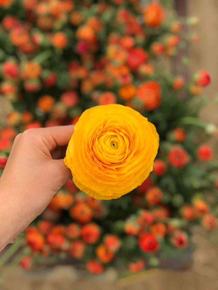 Tanesi 2 İle 5 Tl Arasında Satılıyor, Kimse Yetiştirmeye Cesaret Edemiyor