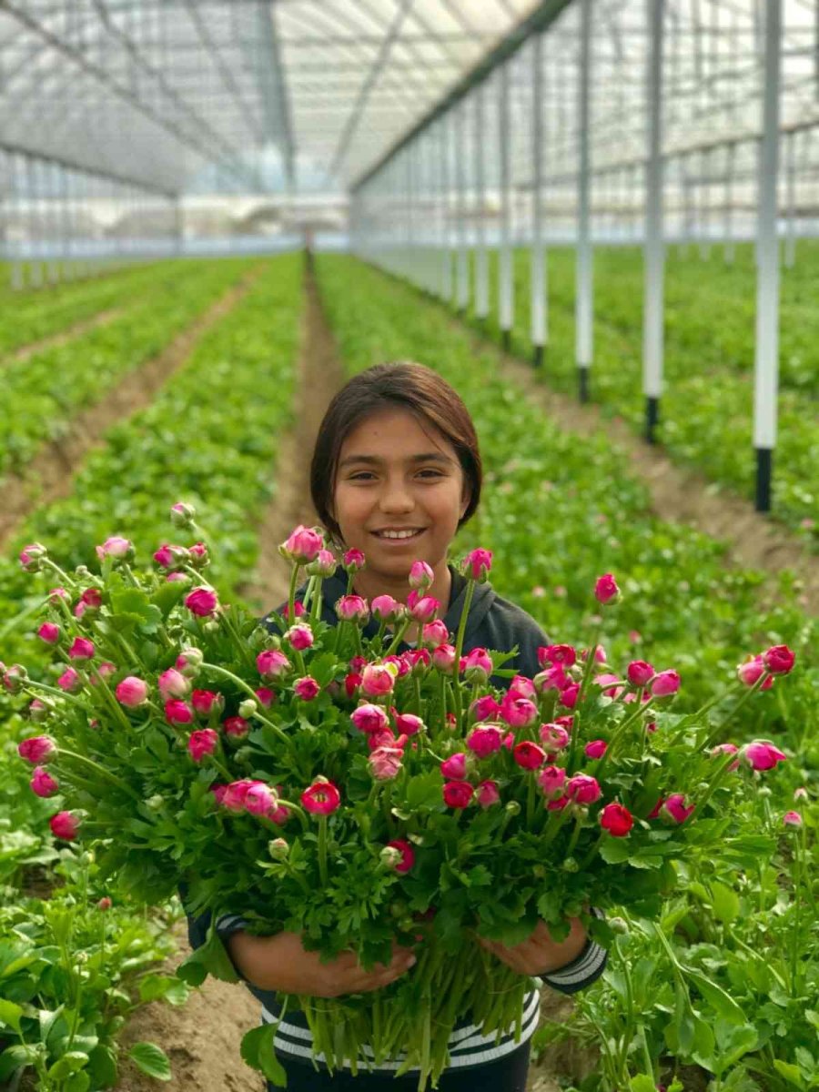 Tanesi 2 İle 5 Tl Arasında Satılıyor, Kimse Yetiştirmeye Cesaret Edemiyor