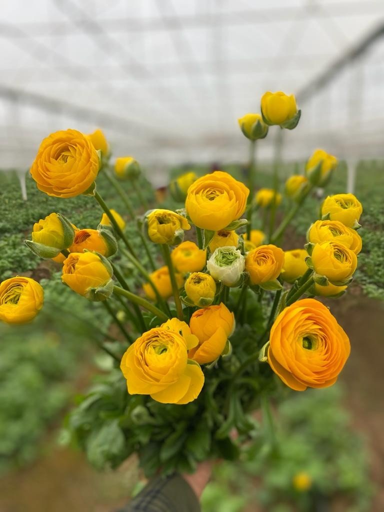 Tanesi 2 İle 5 Tl Arasında Satılıyor, Kimse Yetiştirmeye Cesaret Edemiyor