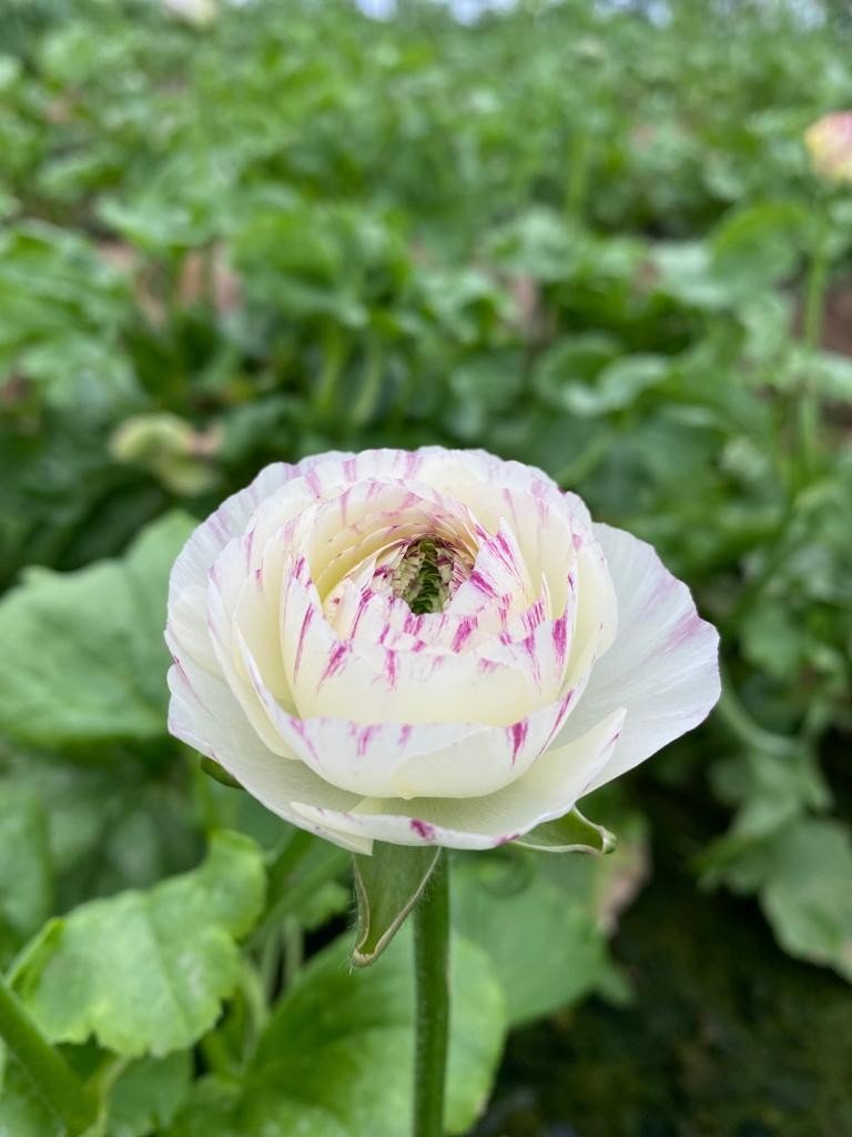 Tanesi 2 İle 5 Tl Arasında Satılıyor, Kimse Yetiştirmeye Cesaret Edemiyor