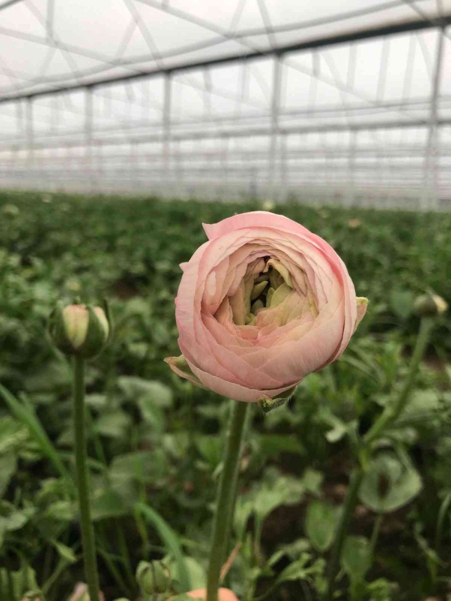 Tanesi 2 İle 5 Tl Arasında Satılıyor, Kimse Yetiştirmeye Cesaret Edemiyor