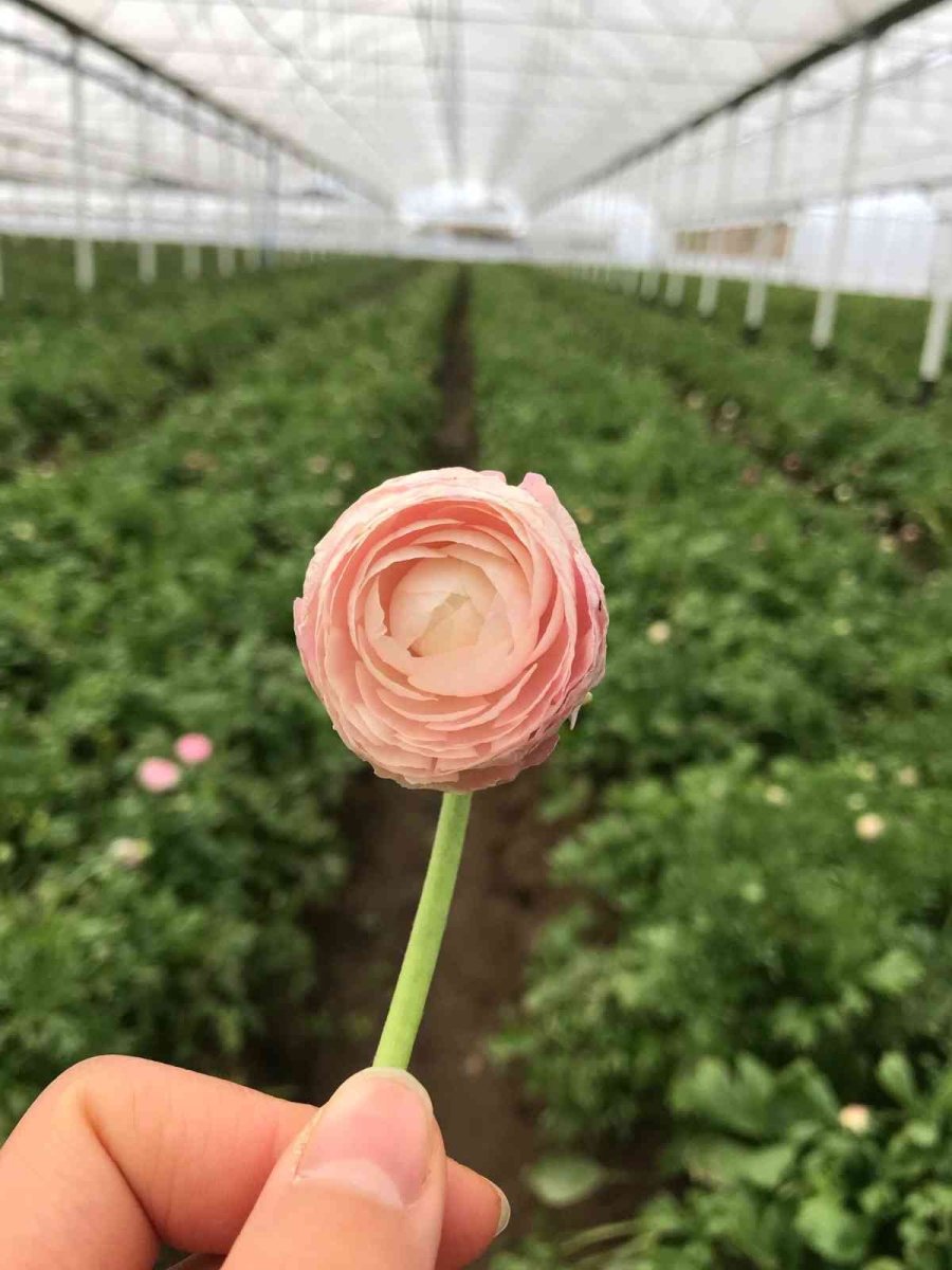 Tanesi 2 İle 5 Tl Arasında Satılıyor, Kimse Yetiştirmeye Cesaret Edemiyor