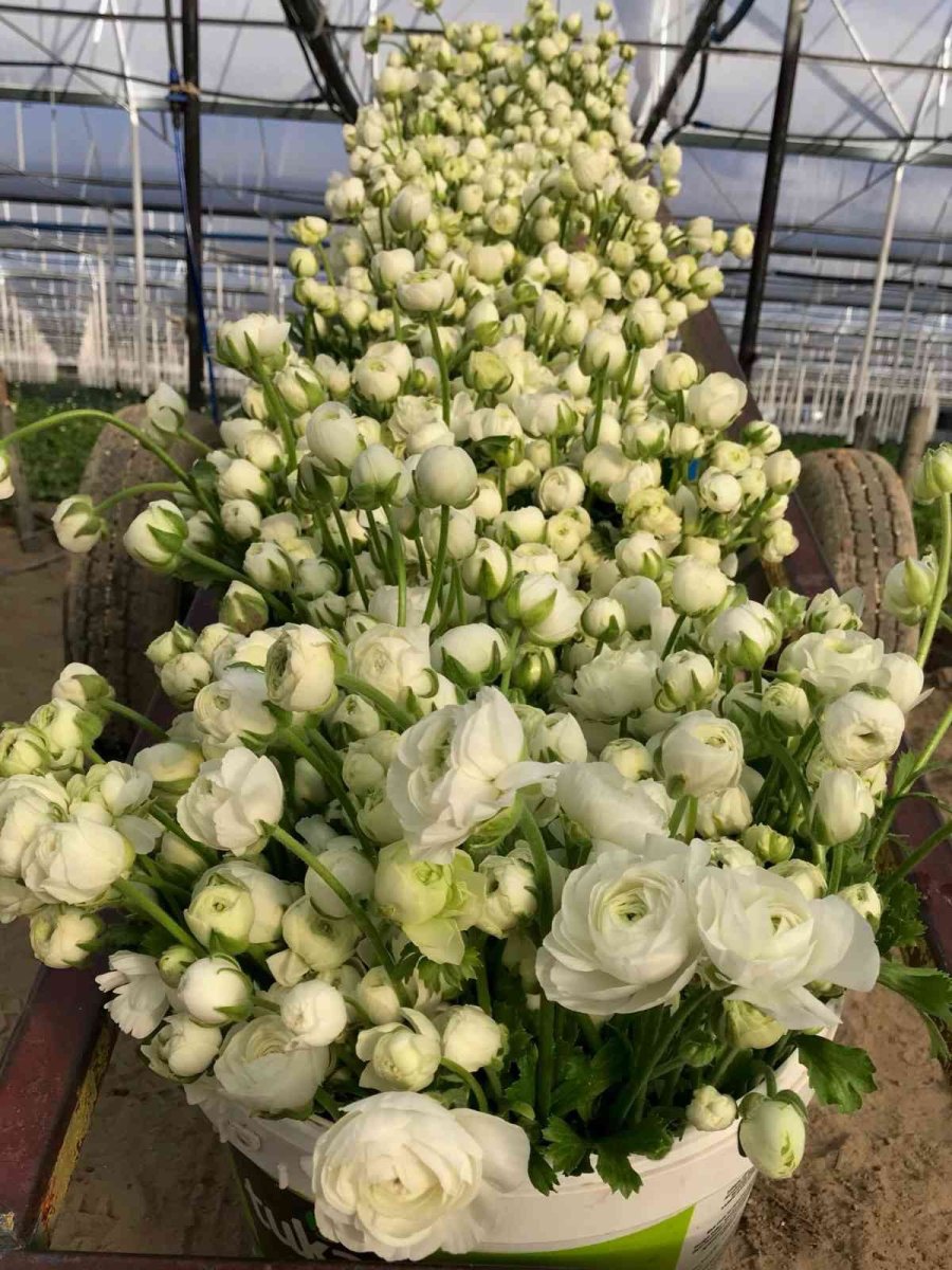 Tanesi 2 İle 5 Tl Arasında Satılıyor, Kimse Yetiştirmeye Cesaret Edemiyor