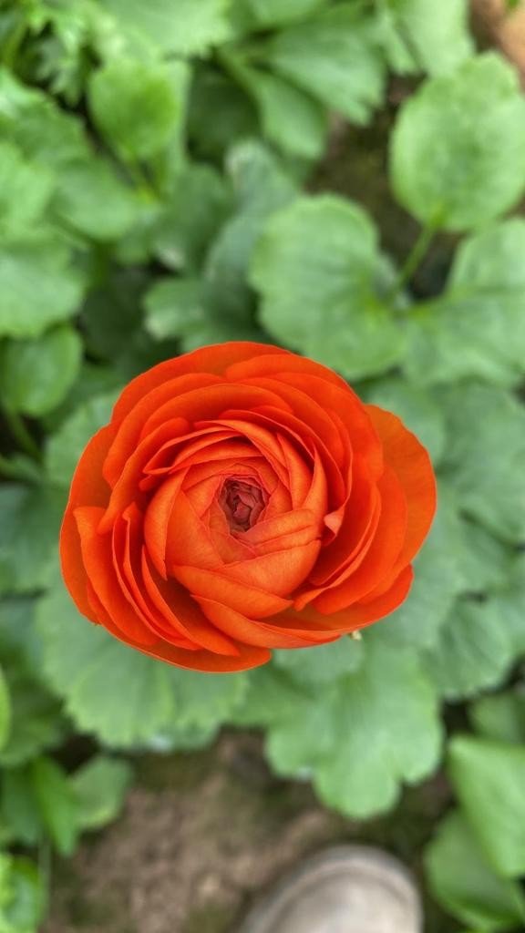 Tanesi 2 İle 5 Tl Arasında Satılıyor, Kimse Yetiştirmeye Cesaret Edemiyor