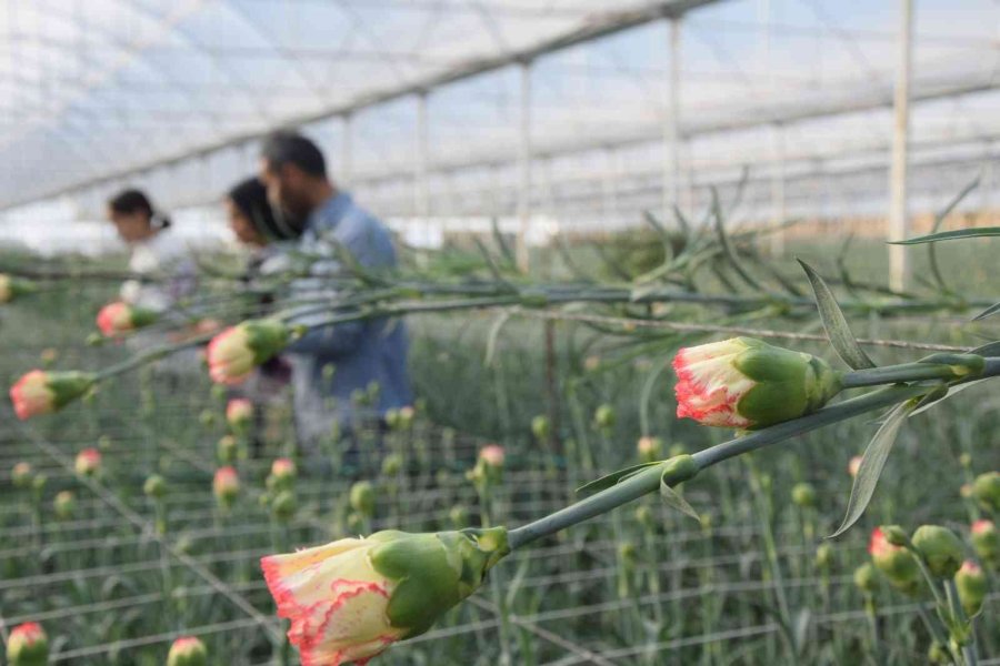 Tanesi 2 İle 5 Tl Arasında Satılıyor, Kimse Yetiştirmeye Cesaret Edemiyor