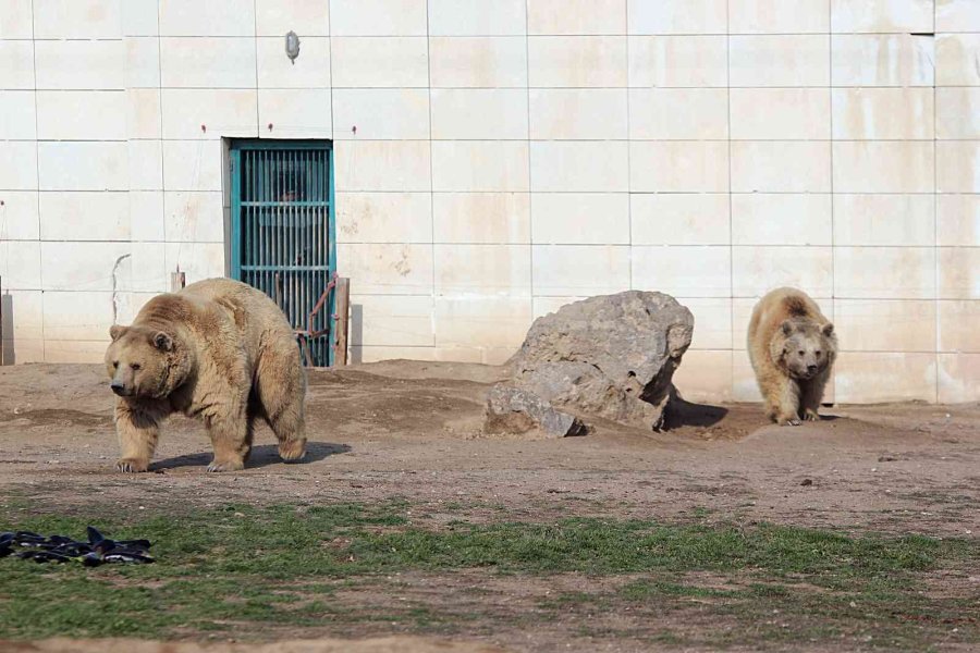 Beslenmeleri Düzenli Olan 7 Ayı Kış Uykusuna Yatmadı