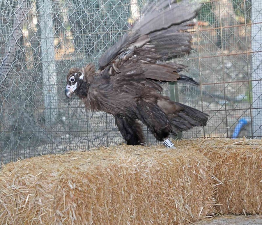 Yunanistan’da Halkalanan Nesli Tükenmekte Olan Kara Akbaba Tedavi Altında Alındı