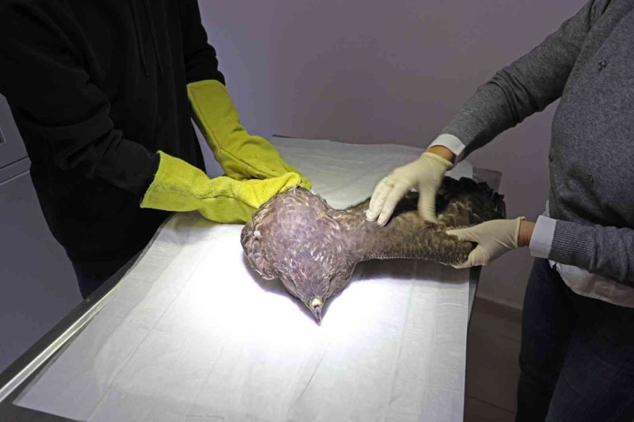 Yunanistan’da Halkalanan Nesli Tükenmekte Olan Kara Akbaba Tedavi Altında Alındı