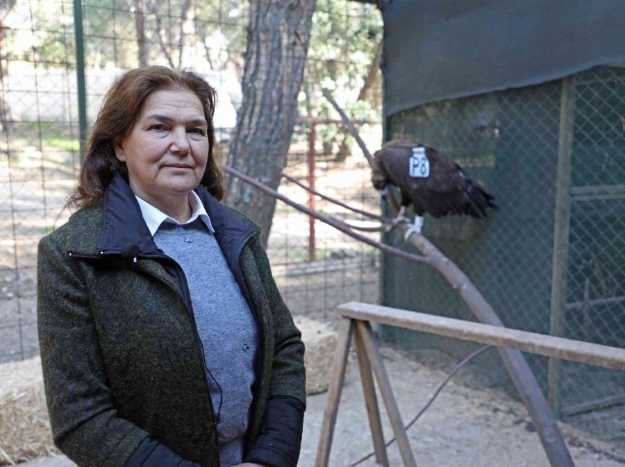 Yunanistan’da Halkalanan Nesli Tükenmekte Olan Kara Akbaba Tedavi Altında Alındı