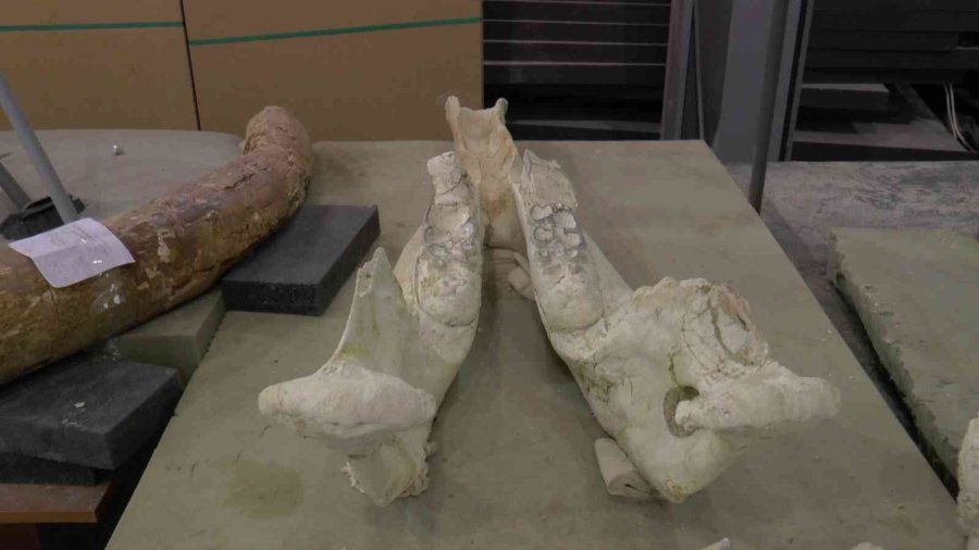 Dursun: "kızılırmak Havzasında Günümüzde Olmayan Türlerin Varlığını Görüyoruz"