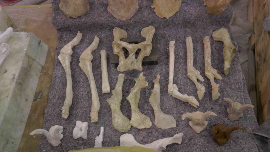 Dursun: "kızılırmak Havzasında Günümüzde Olmayan Türlerin Varlığını Görüyoruz"