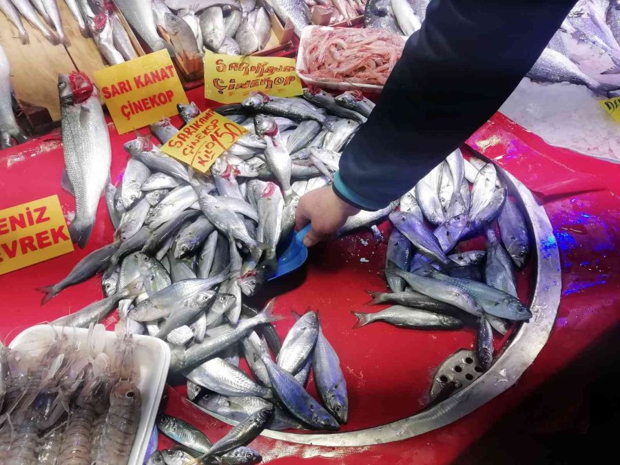 Ucuzlayan Hamsinin Fiyatı Tekrar Yükseldi