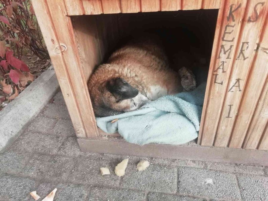 Soğuk Havada Sokak Hayvanları Kulübelere Çekildi