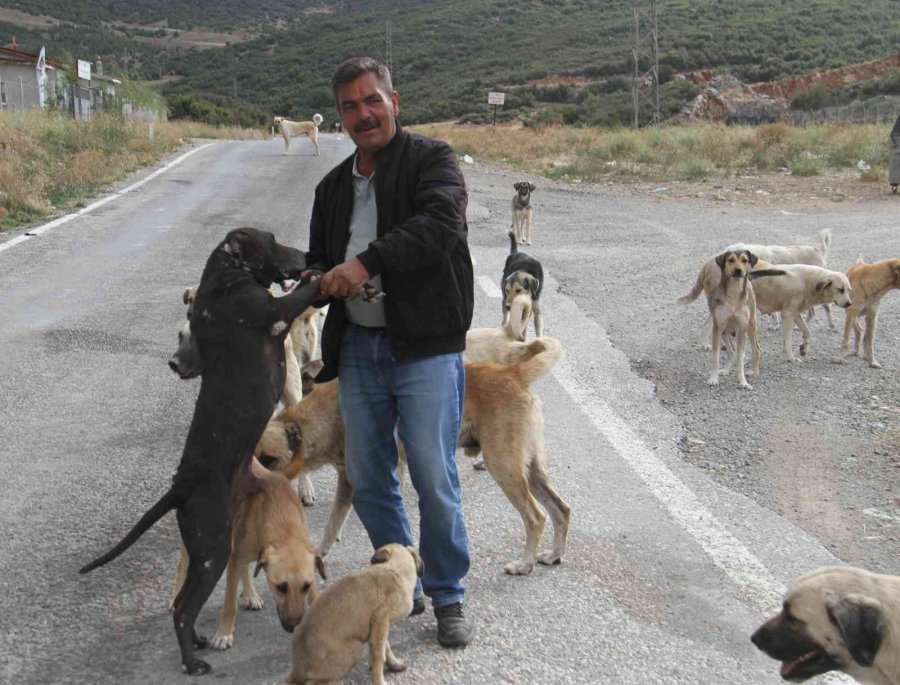 Emekli Olunca Kendisini Sokak Köpeklerine Adadı