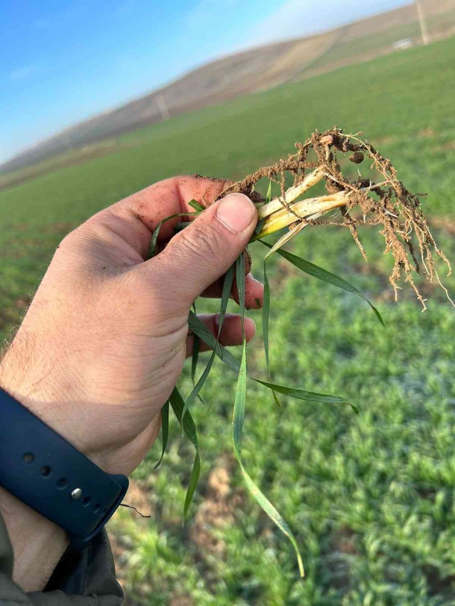 14 İlçede Eş Zamanlı Tarımsal Kuraklık Kontrolü