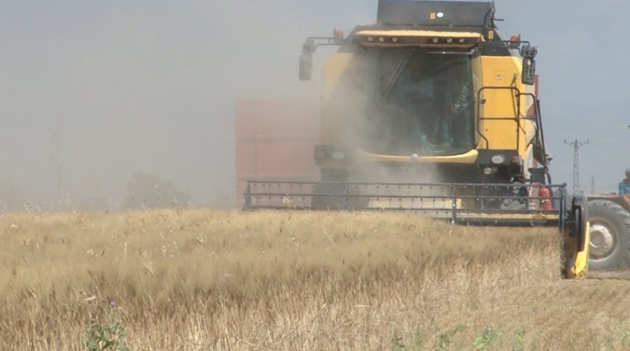 Kuraklıkla Birlikte Hububat Rekoltesinde Tehlike
