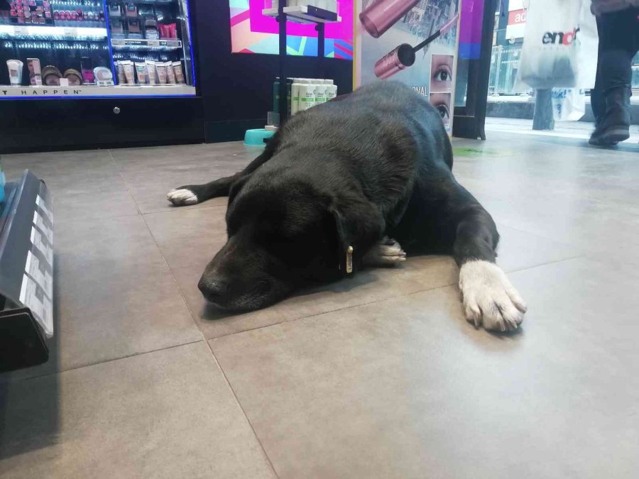 Isınmak İçin Mağazaya Giren Köpeğin Mama Masrafını Çalışanlar Karşılıyor
