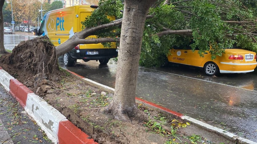 Antalya’da Fırtınaya Dayanamayan Benjamin Ağacı Araçların Üzerine Devrildi