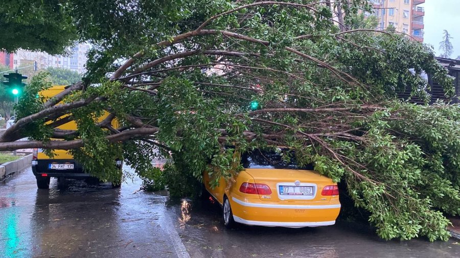 Antalya’da Fırtınaya Dayanamayan Benjamin Ağacı Araçların Üzerine Devrildi