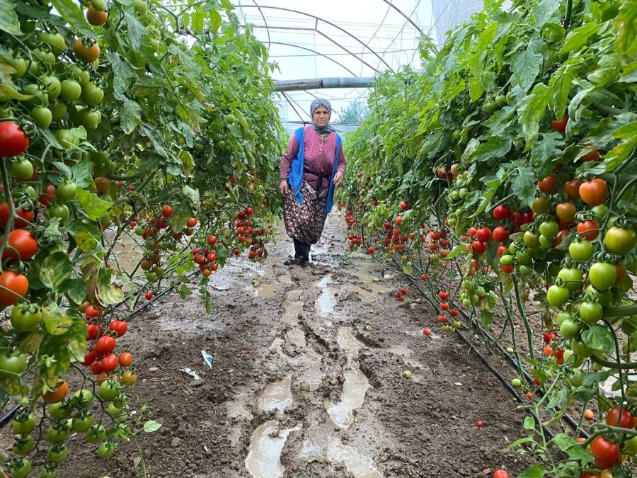 Antalya’da Hortum Domates Ve Çilek Seralarını Parçaladı
