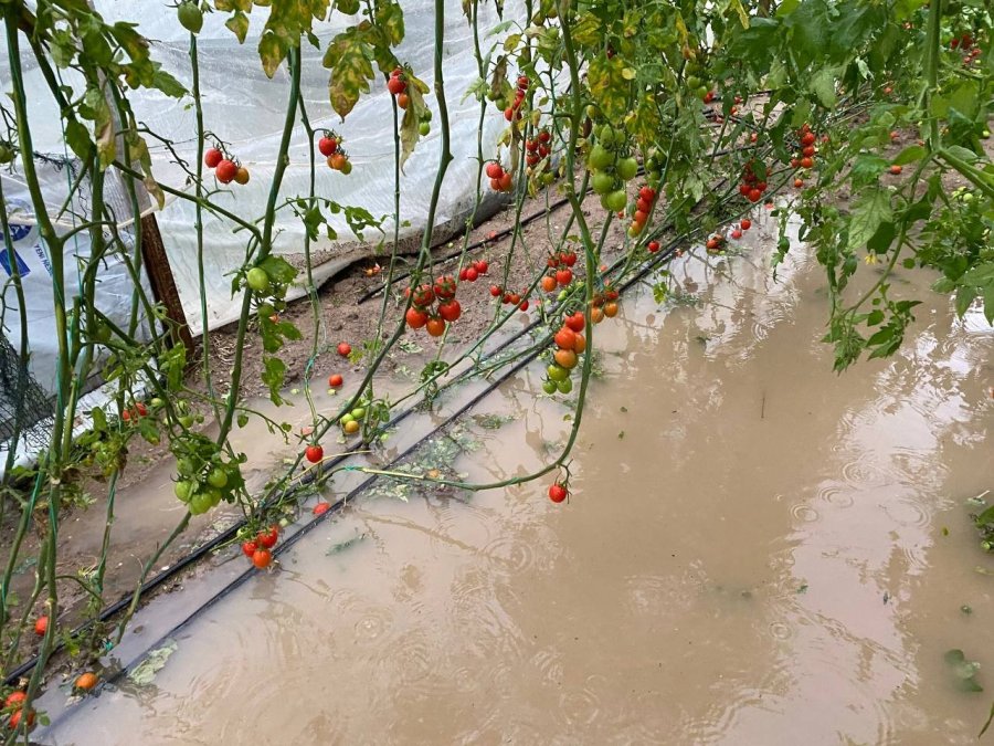 Antalya’da Hortum Domates Ve Çilek Seralarını Parçaladı