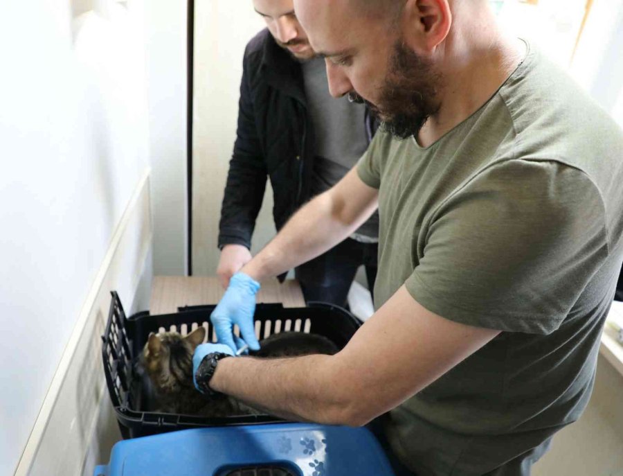 Eskişehir’de 25 Bin 125 Kedi Ve Köpeğe Mikroçip Takıldı