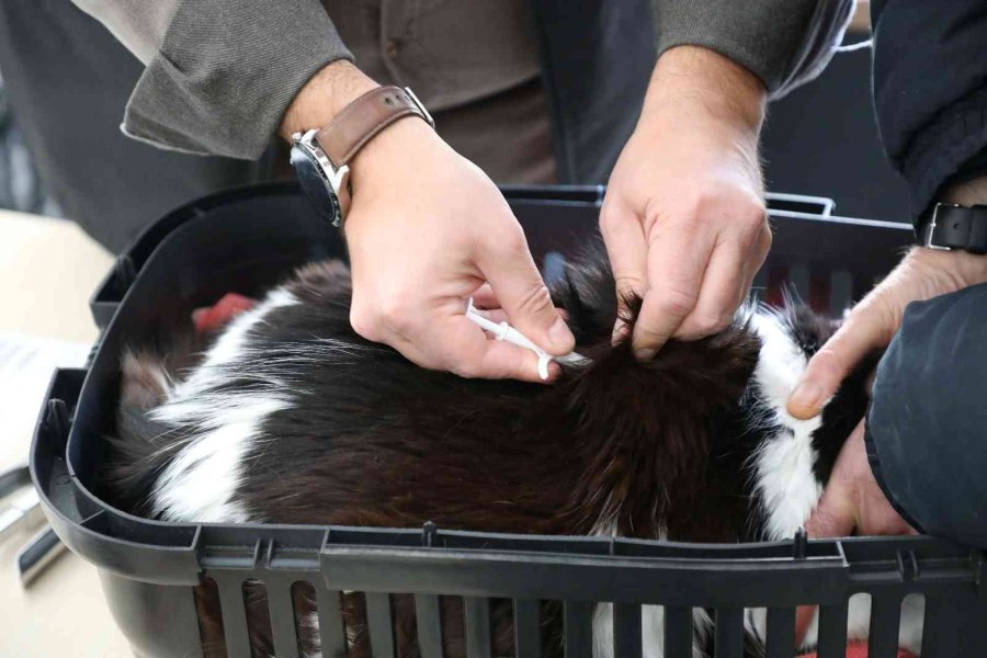 Eskişehir’de 25 Bin 125 Kedi Ve Köpeğe Mikroçip Takıldı