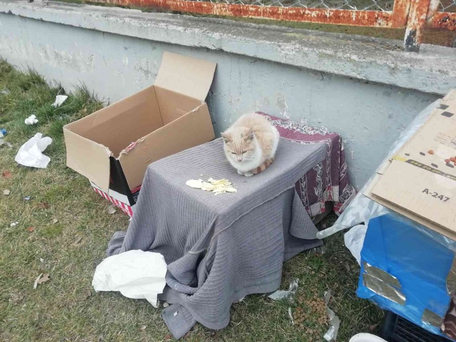 Kediler Üşümesin Diye Kartondan Evler Yaptılar