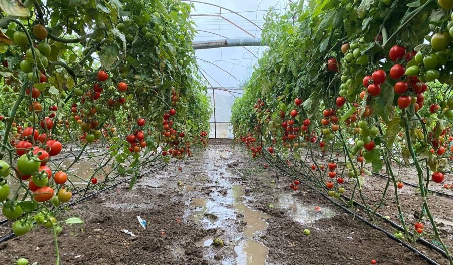 Antalya’da Hortum Domates Ve Çilek Seralarını Parçaladı