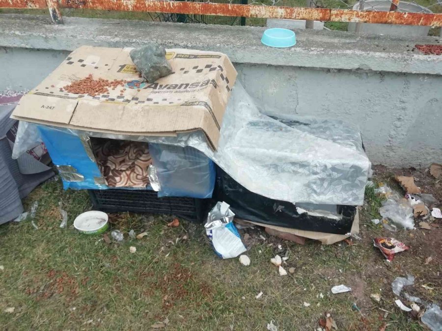 Kediler Üşümesin Diye Kartondan Evler Yaptılar