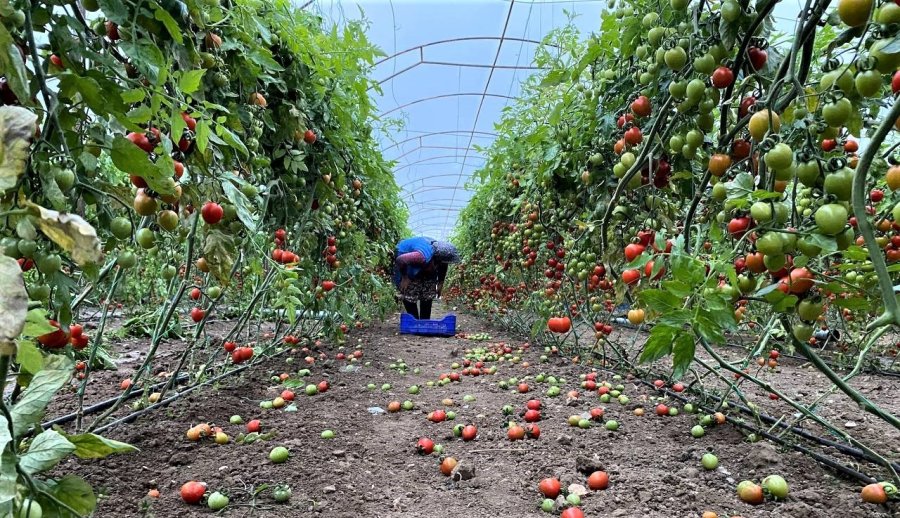 Antalya’da Hortum Domates Ve Çilek Seralarını Parçaladı