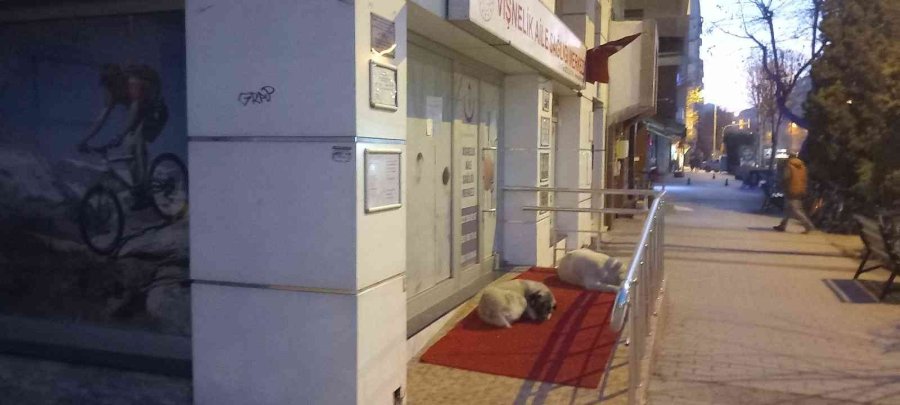 Vişnelik Aile Sağlığı Merkezi Önünde Sevimli Köpekler Geceleri Nöbet Bekliyor