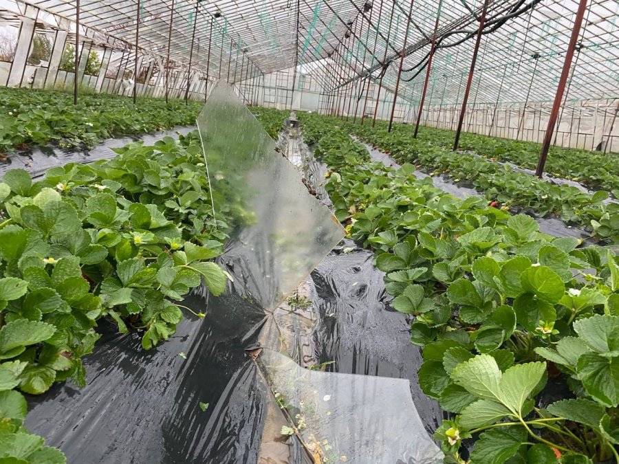 Antalya’da Hortum Domates Ve Çilek Seralarını Parçaladı