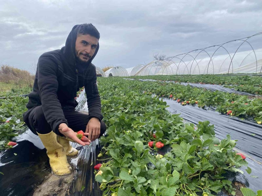 Aksu’da Fırtına Ve Dolu Sebebiyle 95 Dekar Sera Alanı Zarar Gördü