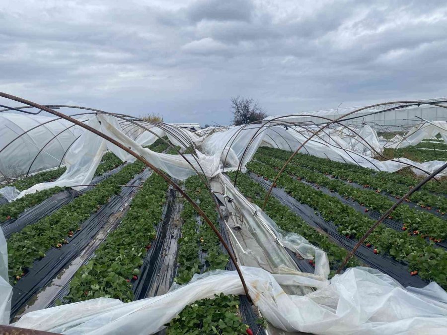 Aksu’da Fırtına Ve Dolu Sebebiyle 95 Dekar Sera Alanı Zarar Gördü
