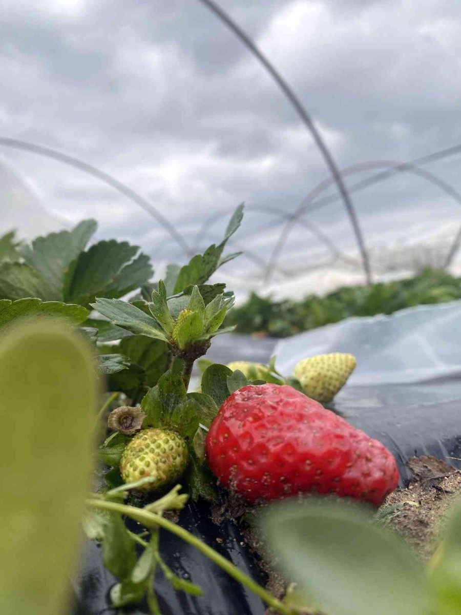 Aksu’da Fırtına Ve Dolu Sebebiyle 95 Dekar Sera Alanı Zarar Gördü