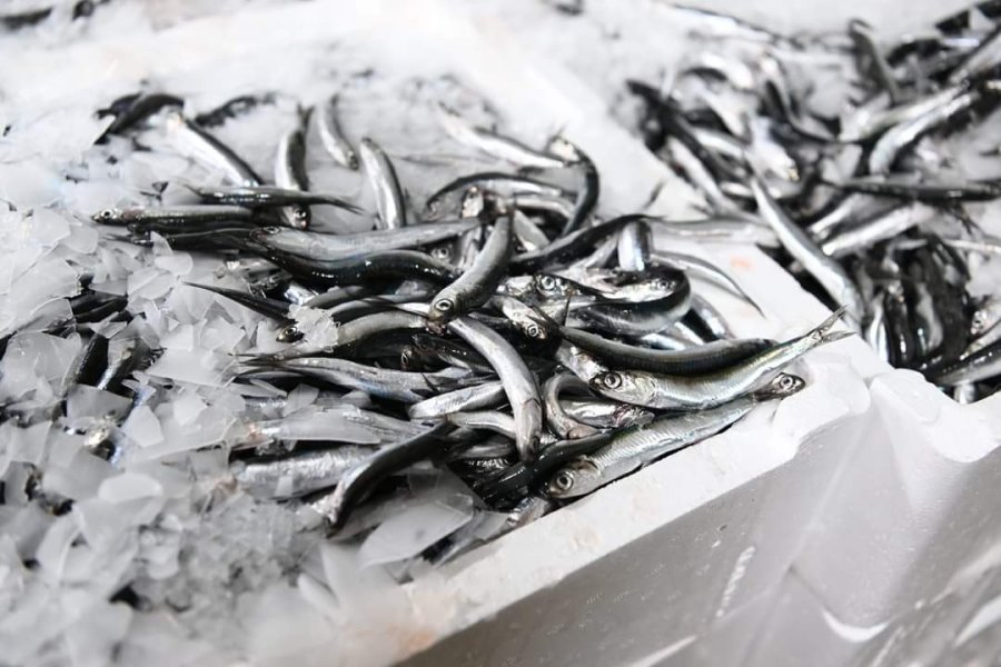 Kayseri’de Eş Zamanlı "balık" Denetimi