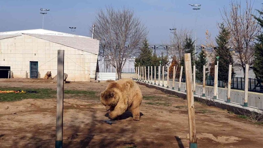 Ayıların Dron İle İmtihanı: Pervanesiyle Oynadılar
