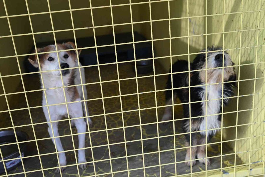 Kemer Belediyesinden Hayvanlara Yardım Eli