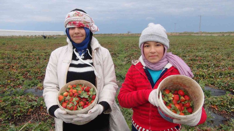 Mersin’de Kış Ortasında Açıkta Çilek Hasadı Yapıldı