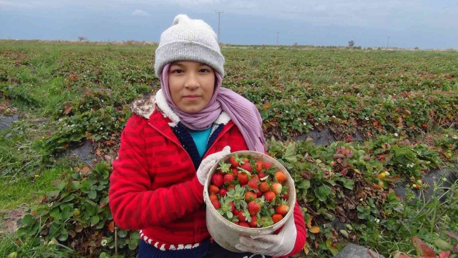 Mersin’de Kış Ortasında Açıkta Çilek Hasadı Yapıldı