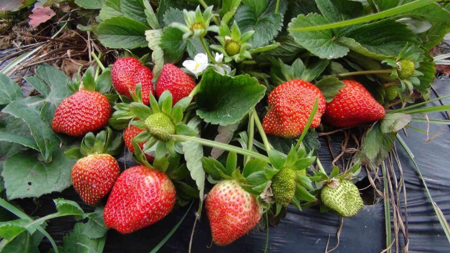 Mersin’de Kış Ortasında Açıkta Çilek Hasadı Yapıldı