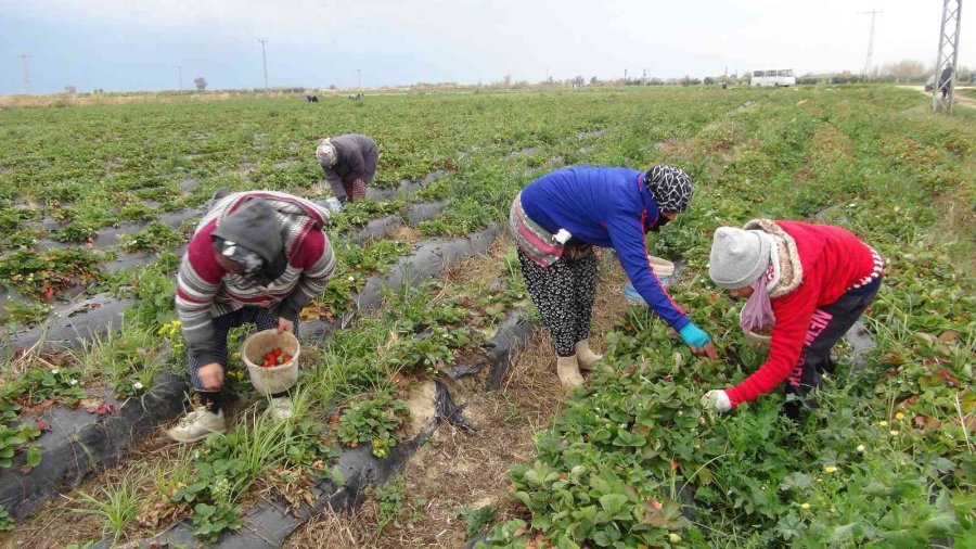 Mersin’de Kış Ortasında Açıkta Çilek Hasadı Yapıldı