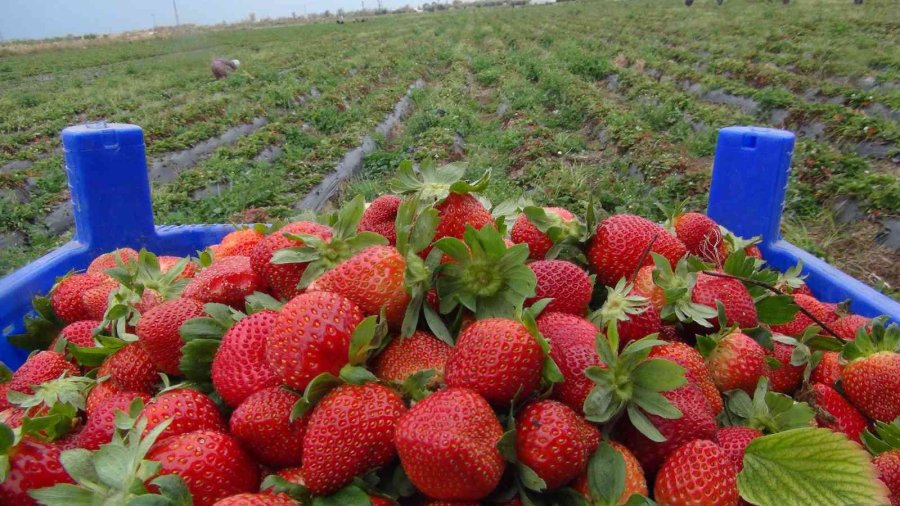 Mersin’de Kış Ortasında Açıkta Çilek Hasadı Yapıldı